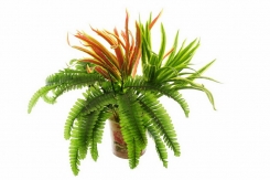 048 veštačke paprati